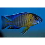 Aulonocara Stuartgranti